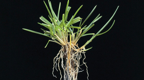 Poa pratensis.jpg